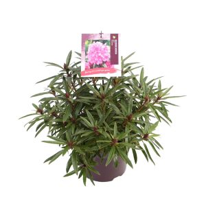 Rhododendron (AP) 'Graziella' -