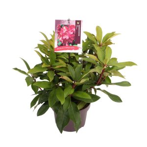 Rhododendron (AK) 'Junifeuer' -