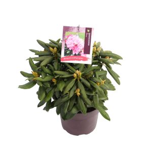 Rhododendron (Y) 'Kalinka' -