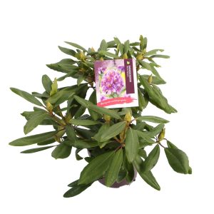 Rhododendron 'Marcel Menard' -