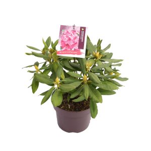 Rhododendron 'Mrs P. den Ouden' -