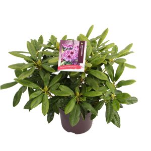 Rhododendron 'Orakel' -