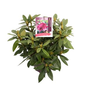 Rhododendron (P) 'Polarnacht' -