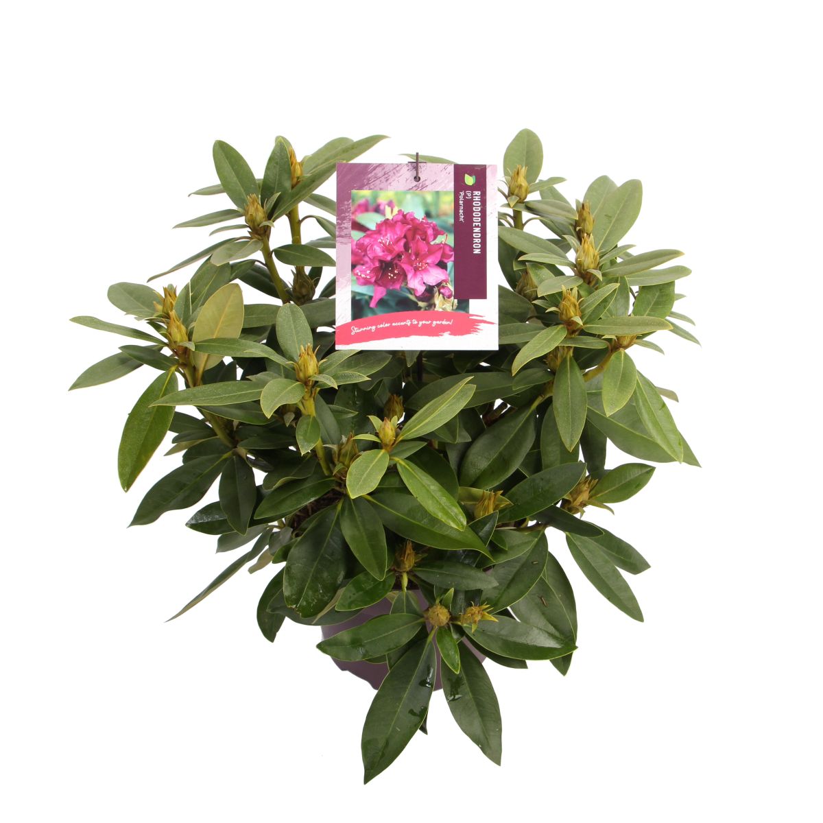 Rhododendron (P) 'Polarnacht' -