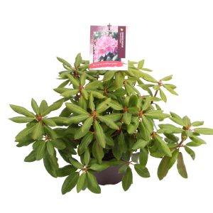 Rhododendron 'Roseum Elegans' -