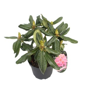 Rhododendron 'Scintillation' -