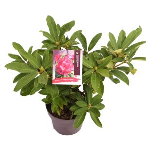 Rhododendron 'Wilgen's Ruby' -