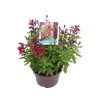 Salvia gr. 'Mirage™ Burgundy' -
