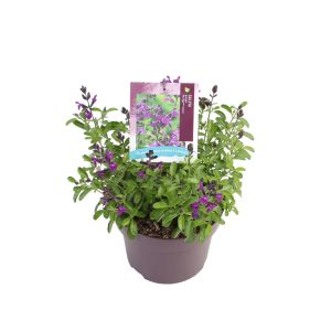 Salvia gr. 'Mirage™ Violet' -