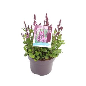 Salvia nem. 'Rose Marvel' -