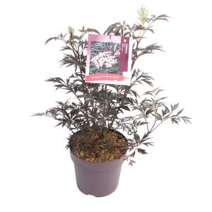 Sambucus nigra 'Black Lace' -