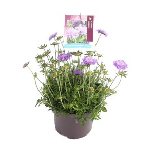 Scabiosa col. 'Mariposa Blue' -