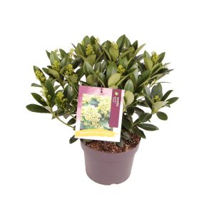 Skimmia j. 'Finchy' -