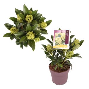 Skimmia j. 'Finchy' -