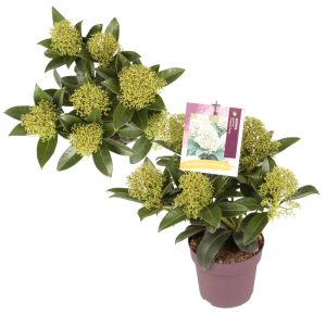 Skimmia j. 'Fragrant Cloud' -