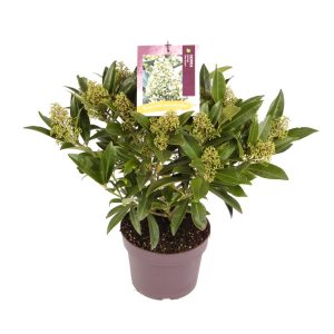 Skimmia confusa 'Kew Green' -