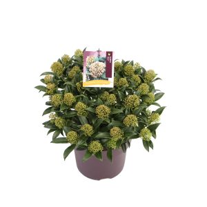 Skimmia j. 'Marlot' -