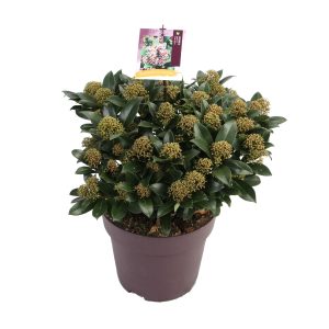 Skimmia j. 'Pink Dwarf' -