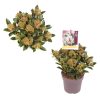 Skimmia j. 'Pink Dwarf' -