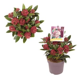 Skimmia j. 'Red Dwarf' -