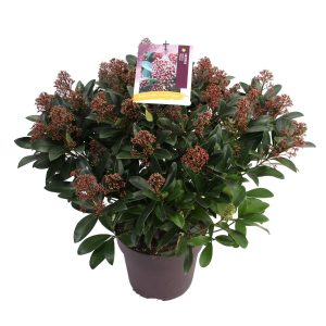 Skimmia j. 'Rubella' -