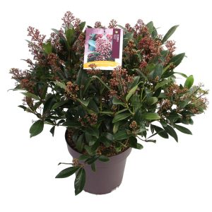 Skimmia j. 'Rubella' -