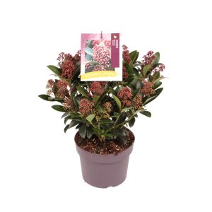 Skimmia j. 'Rubella' -