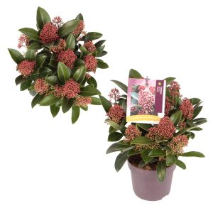 Skimmia j. 'Rubella' -