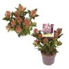 Skimmia j. 'Rubesta Jos' -