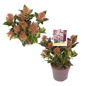 Skimmia j. 'Rubesta Jos' -