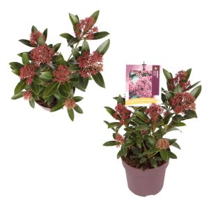 Skimmia j. 'Rubesta' -