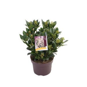 Skimmia j. 'Wanto' -