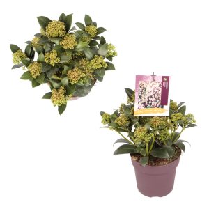 Skimmia j. 'Wanto' -