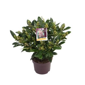 Skimmia j. 'White Bella' -