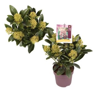 Skimmia j. 'White Bella' -