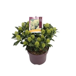 Skimmia j. 'White Bella' -