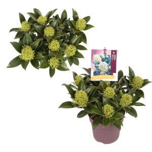 Skimmia j. 'White Globe' -