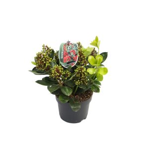 Skimmia japonica -