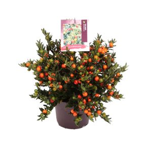 Solanum pseudocapsicum -