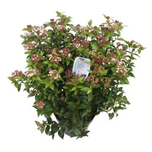 Viburnum tin. 'Eve Price' -