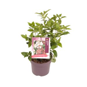 Viburnum tin. 'Eve Price' -