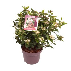 Viburnum tin. 'Eve Price' -