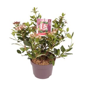 Viburnum tin. 'Gwenllian' -