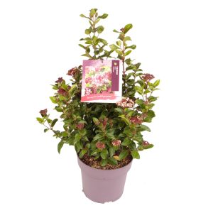 Viburnum tin. 'Lilarose' -