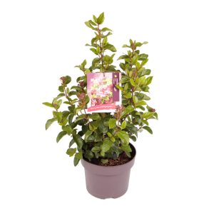 Viburnum tin. 'Lilarose' -