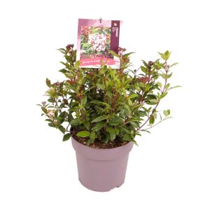 Viburnum tin. 'Spirit' -