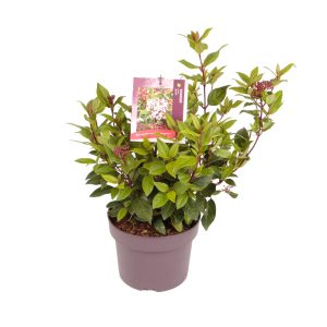 Viburnum tin. 'Spirit' -