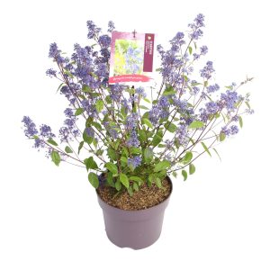 Ceanothus del. 'Henri desfosee' -