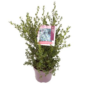 Ceanothus imp. 'Victoria' -