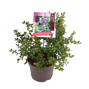 Ceanothus g. 'Yankee Point' -